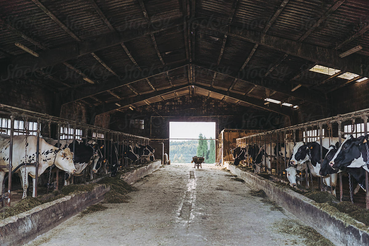 A farm with cattle