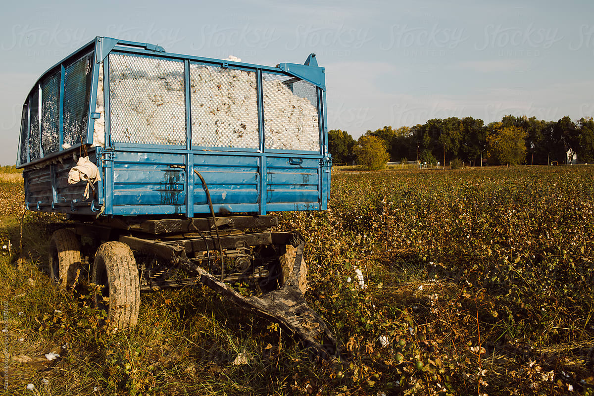 A trailer with cotton harvest