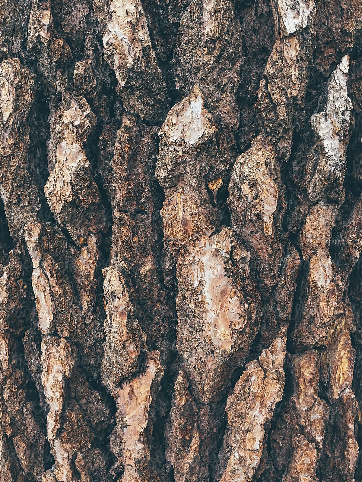 Close up of bark from old growth pine tree