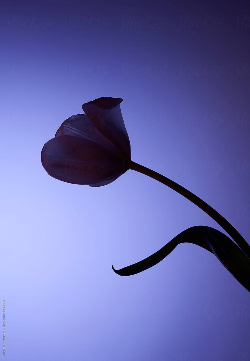 Elegant tulip silhouette against blue backdrop. Studio shot