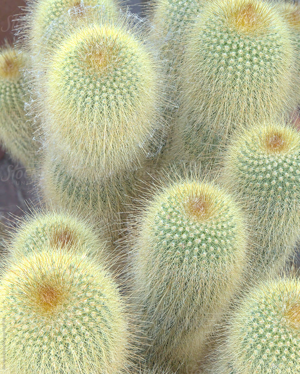 Yellow Golden Ball Cactus (Parodia) succulent spiny desert plant