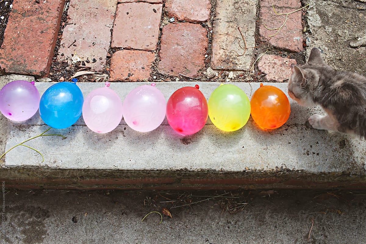 kitten looking at colourful water balloons lined up ready to attack