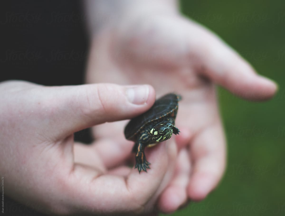 baby turtle in hand