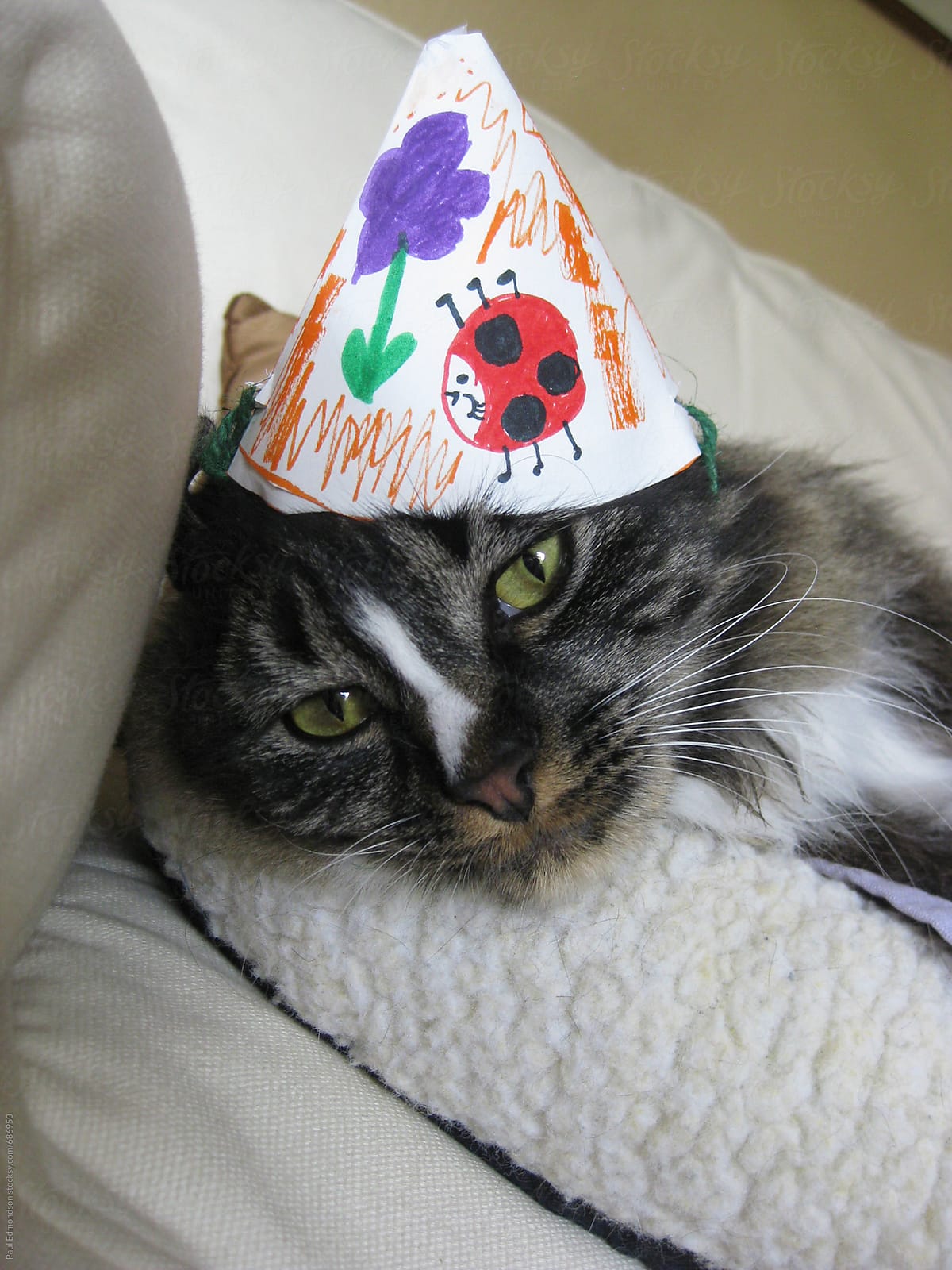 Adorable kitten wearing birthday hat