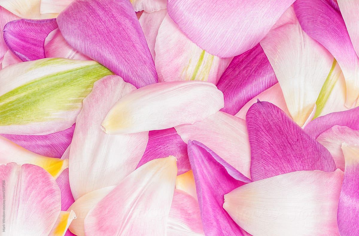 Tulip petals, closeup