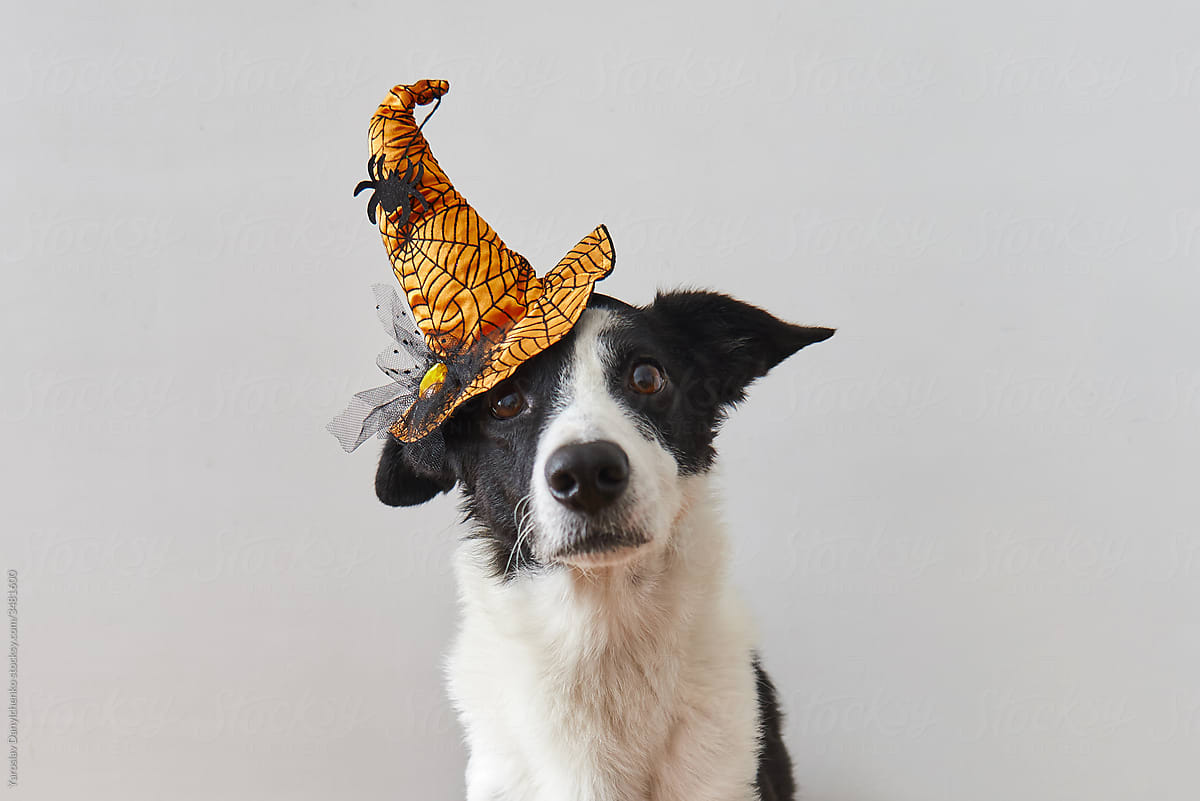 Mixed breed dog with sad eyes and Halloween witch hat.