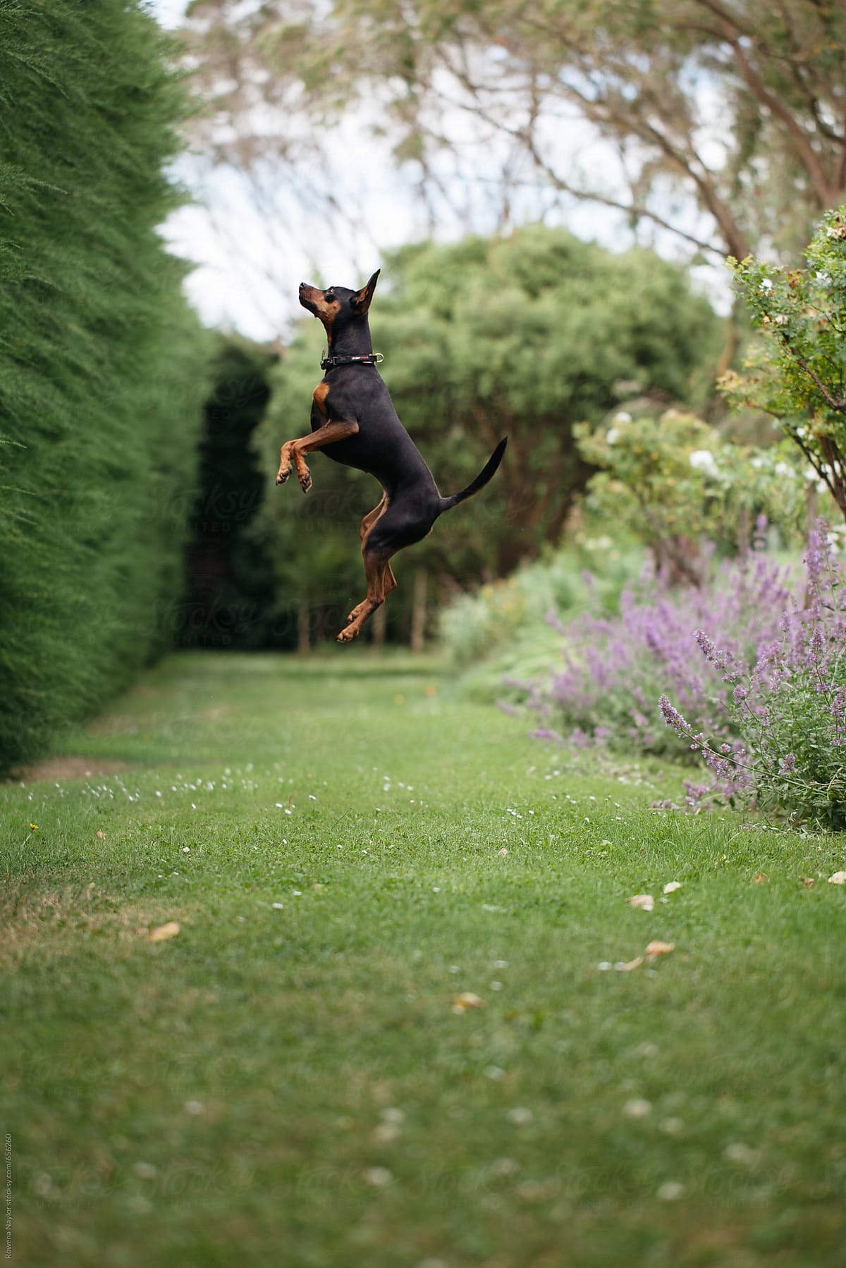 Small dog jumping