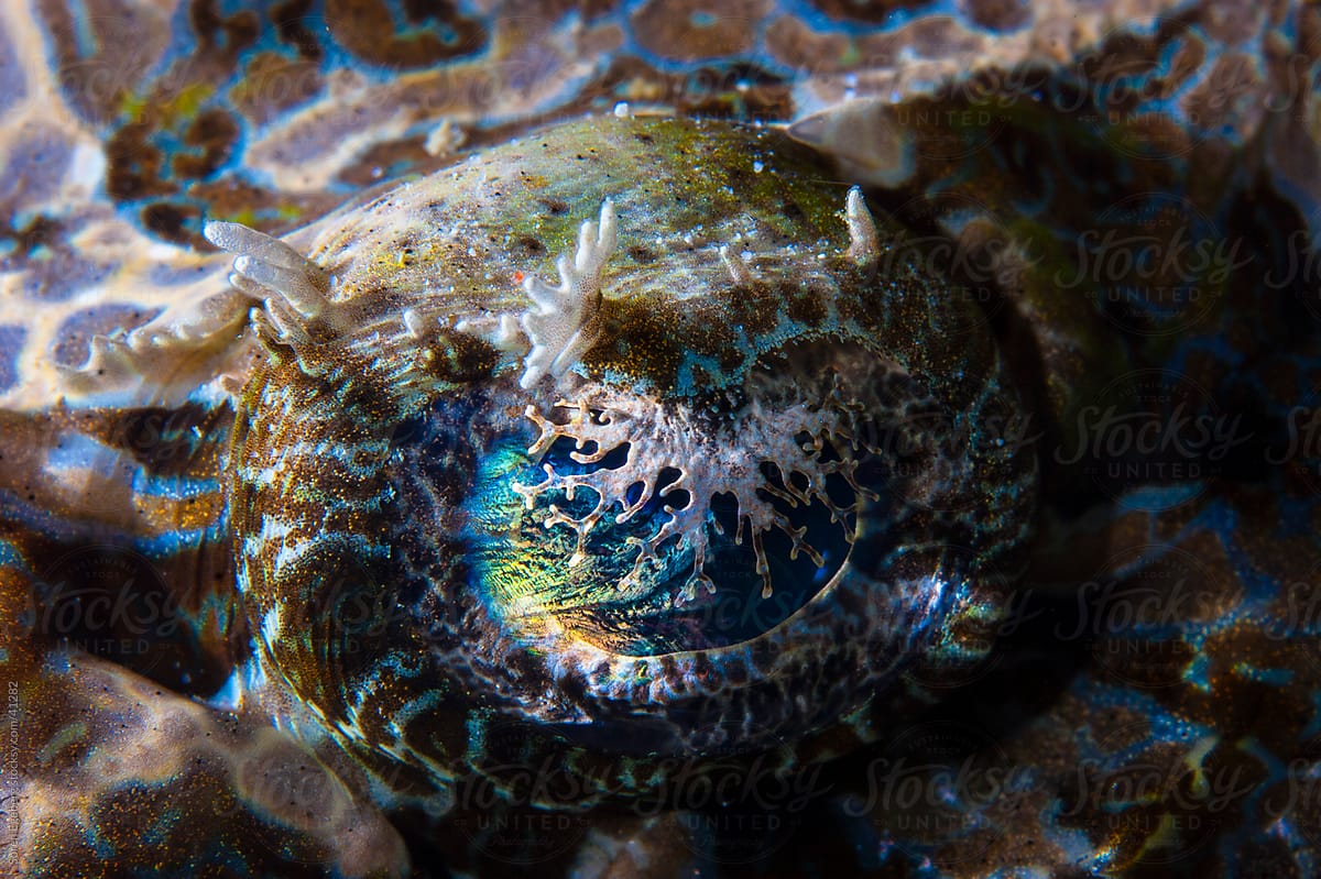 Close-up of Crocodile fish colorful eye underwater