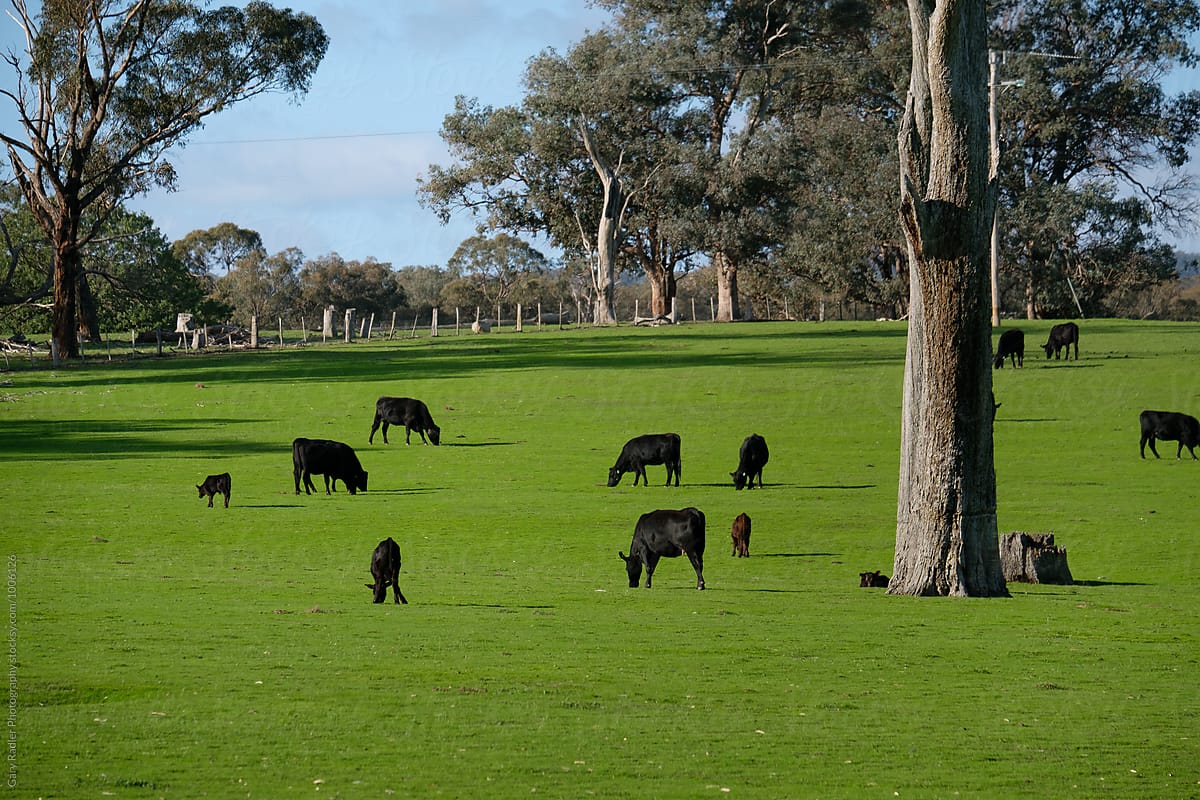 Black Cattle Grazing on a Green Paddock
