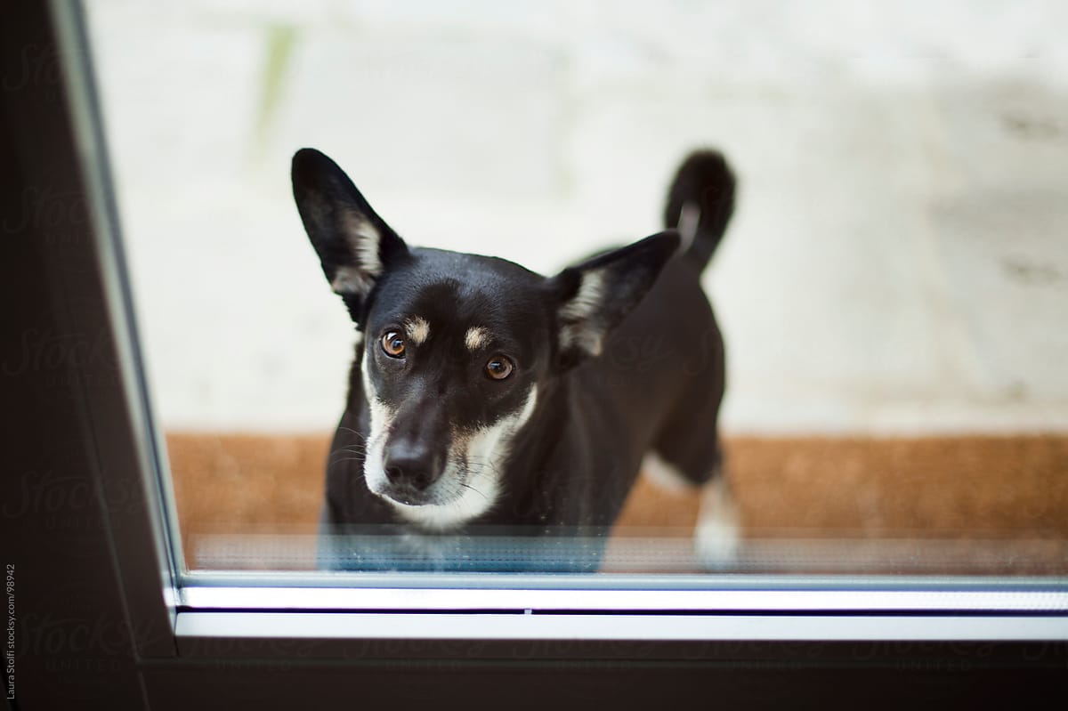 Black crossbreed dog waits out of glass door in order to enter home