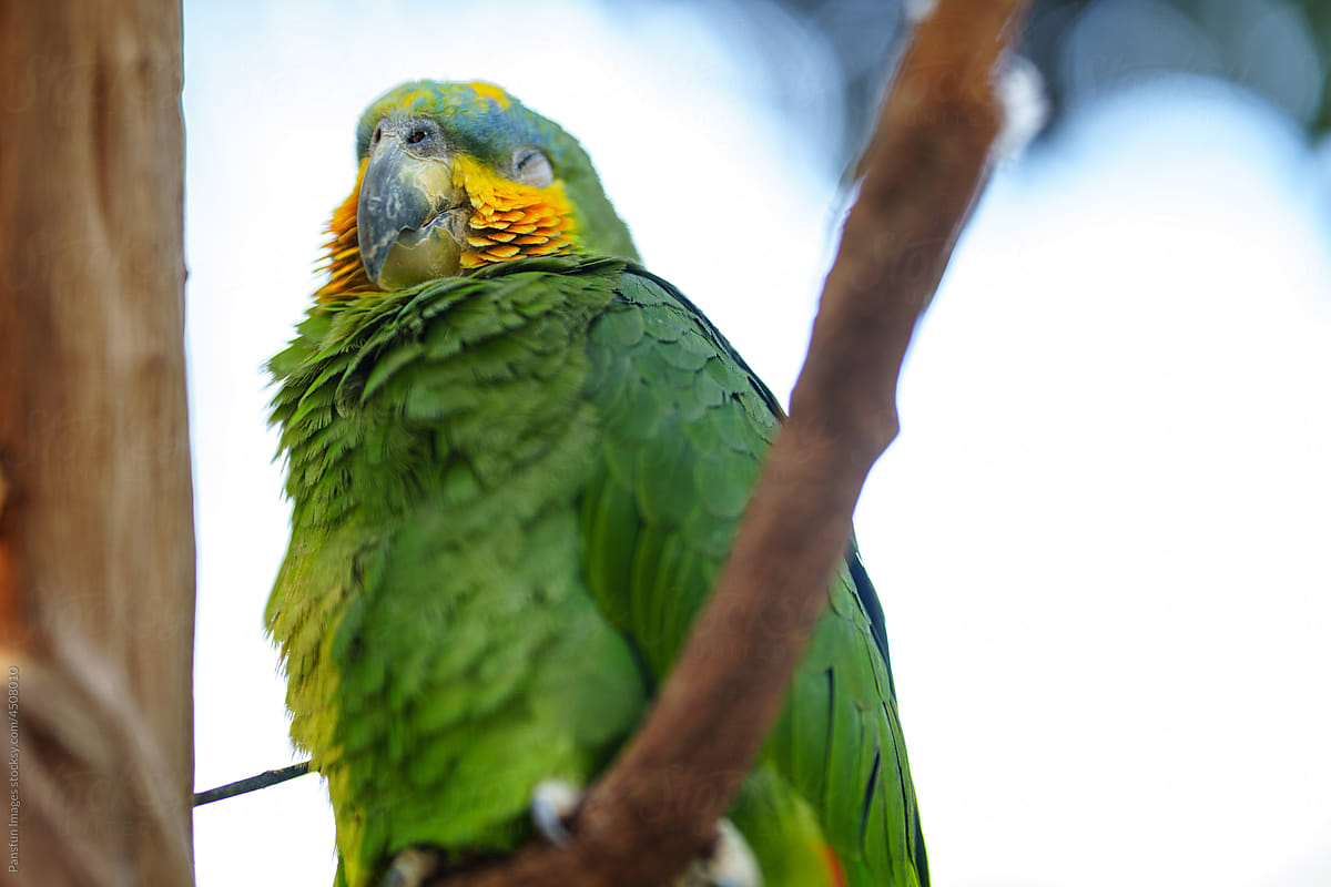 Portrait of parrot pet