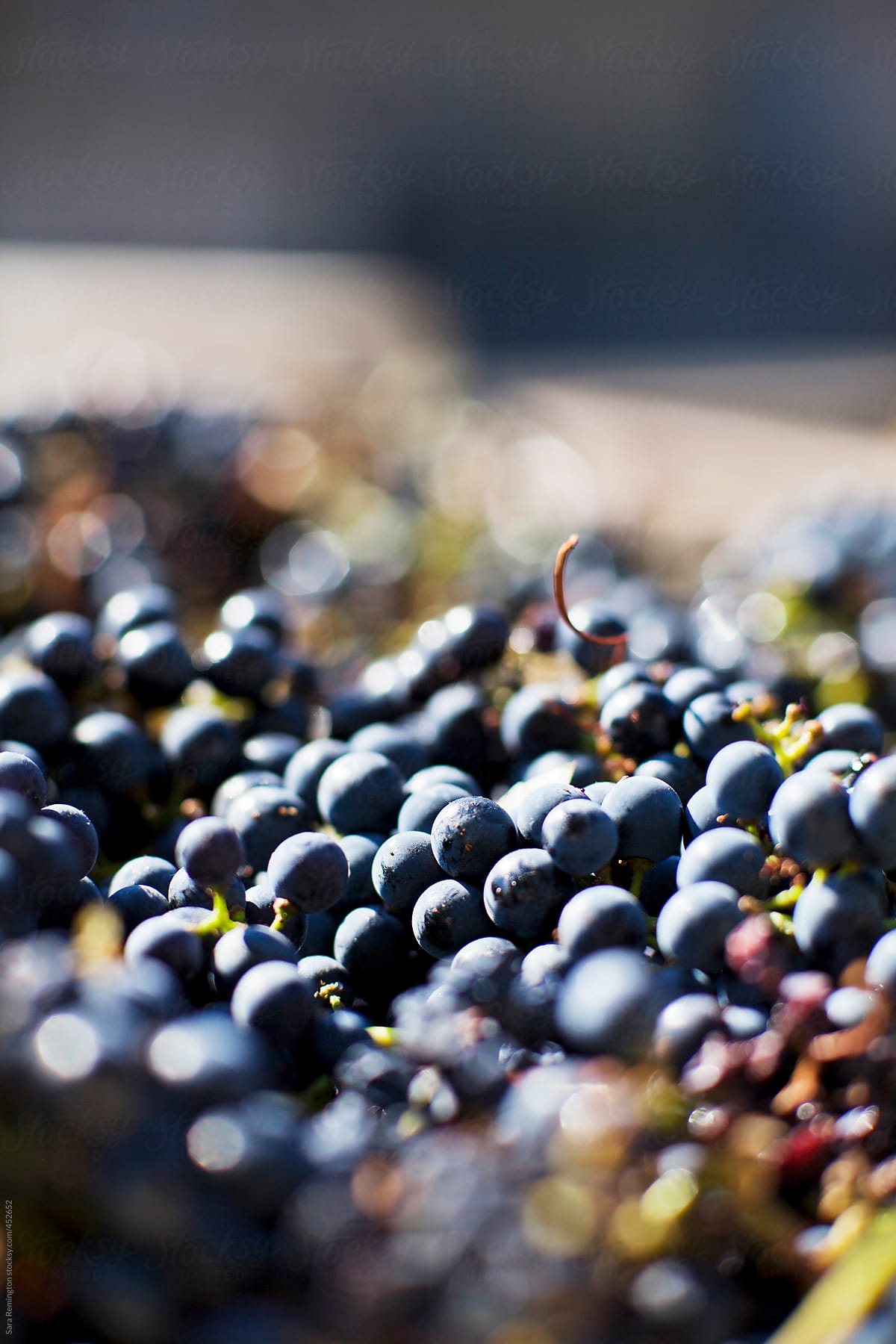 Organic Wine Grape Harvest