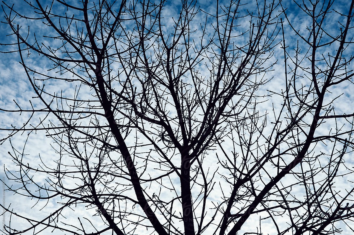 Silhouette of bare maple tree in winter