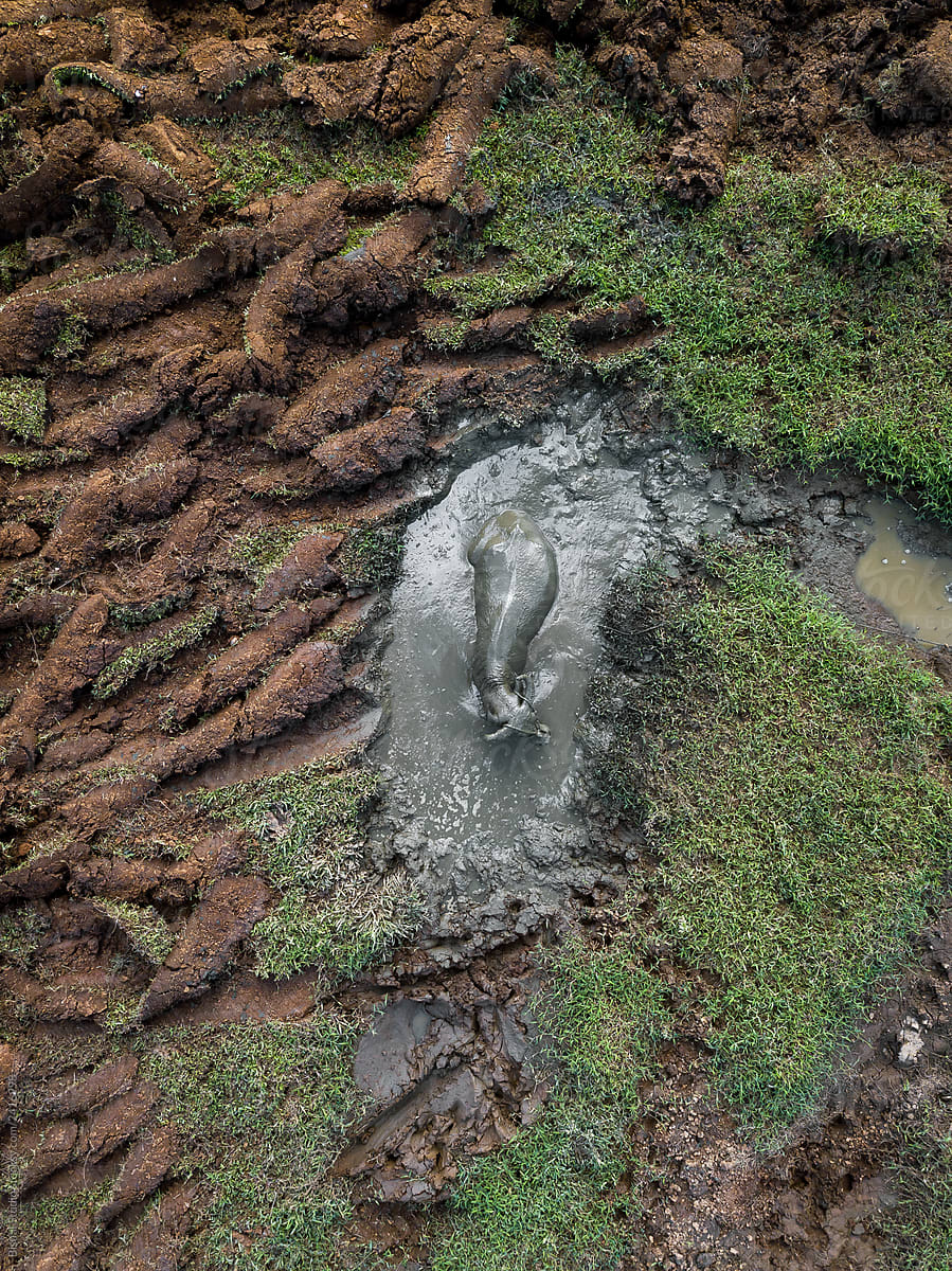 Water buffalo lying in mud
