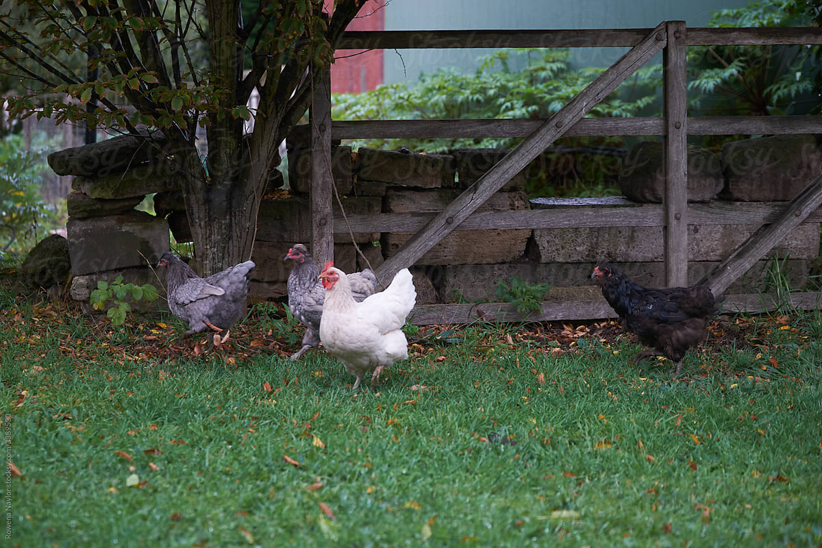 Chicken free ranging in a garden