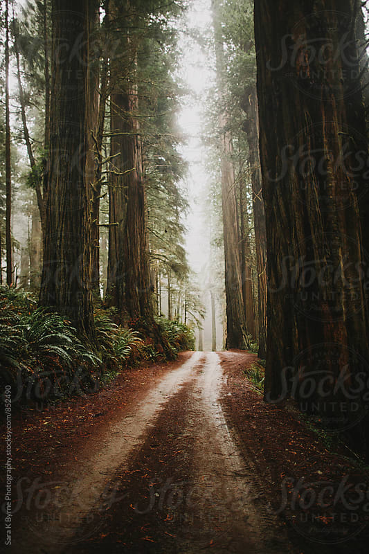 Redwood path