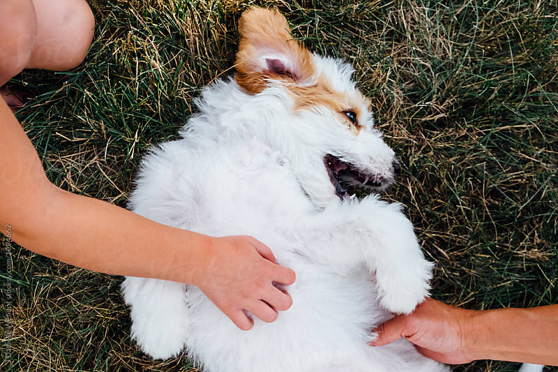 A white and brown golden doodle puppy lying in grass on its back