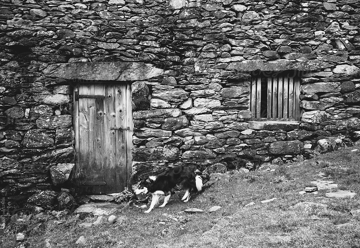Sheep dog runs past an old stone barn on a remote hillside.