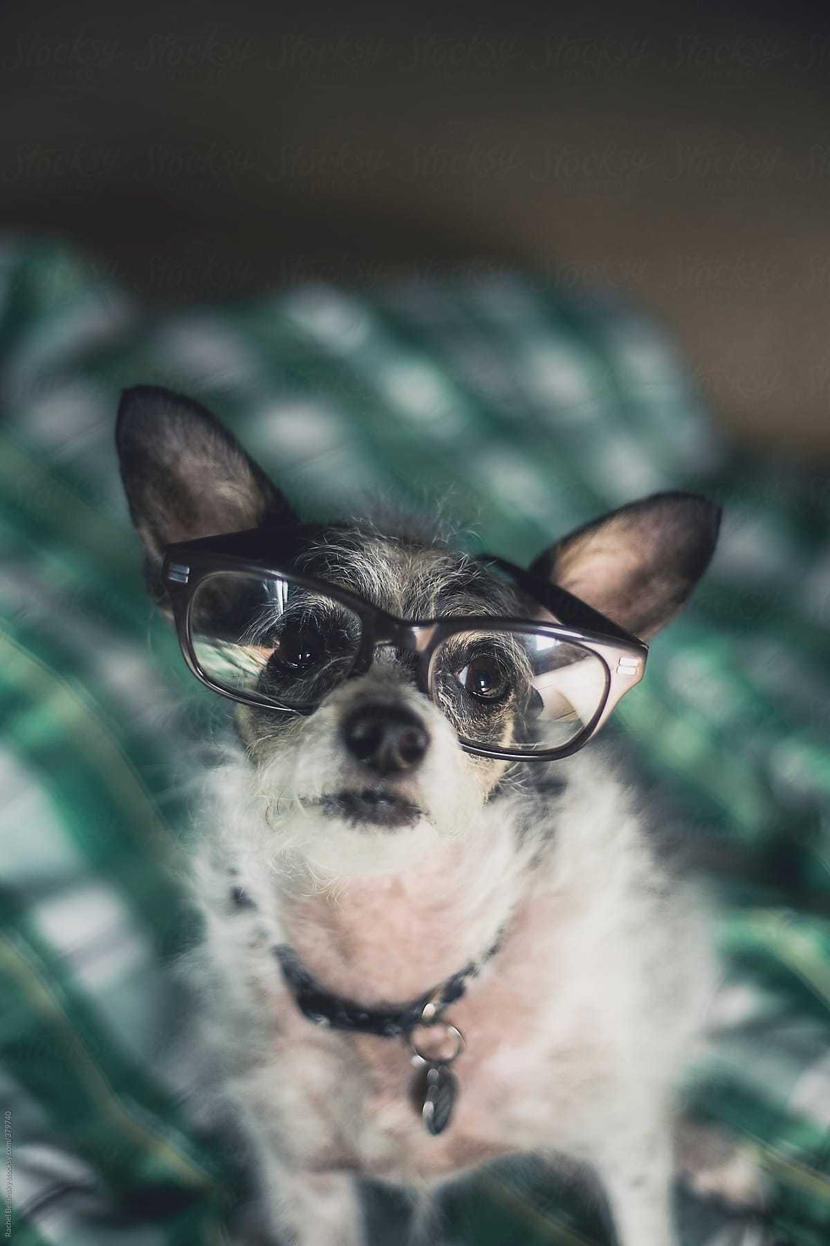 Cute dog wearing glasses