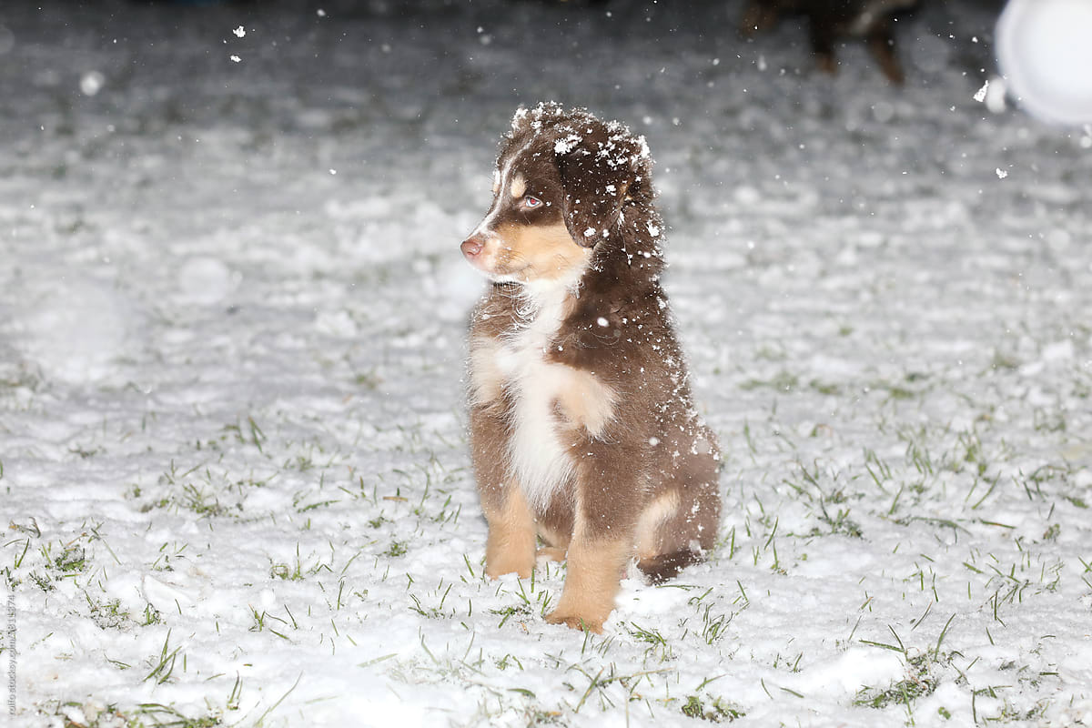 Puppies at a snowy night