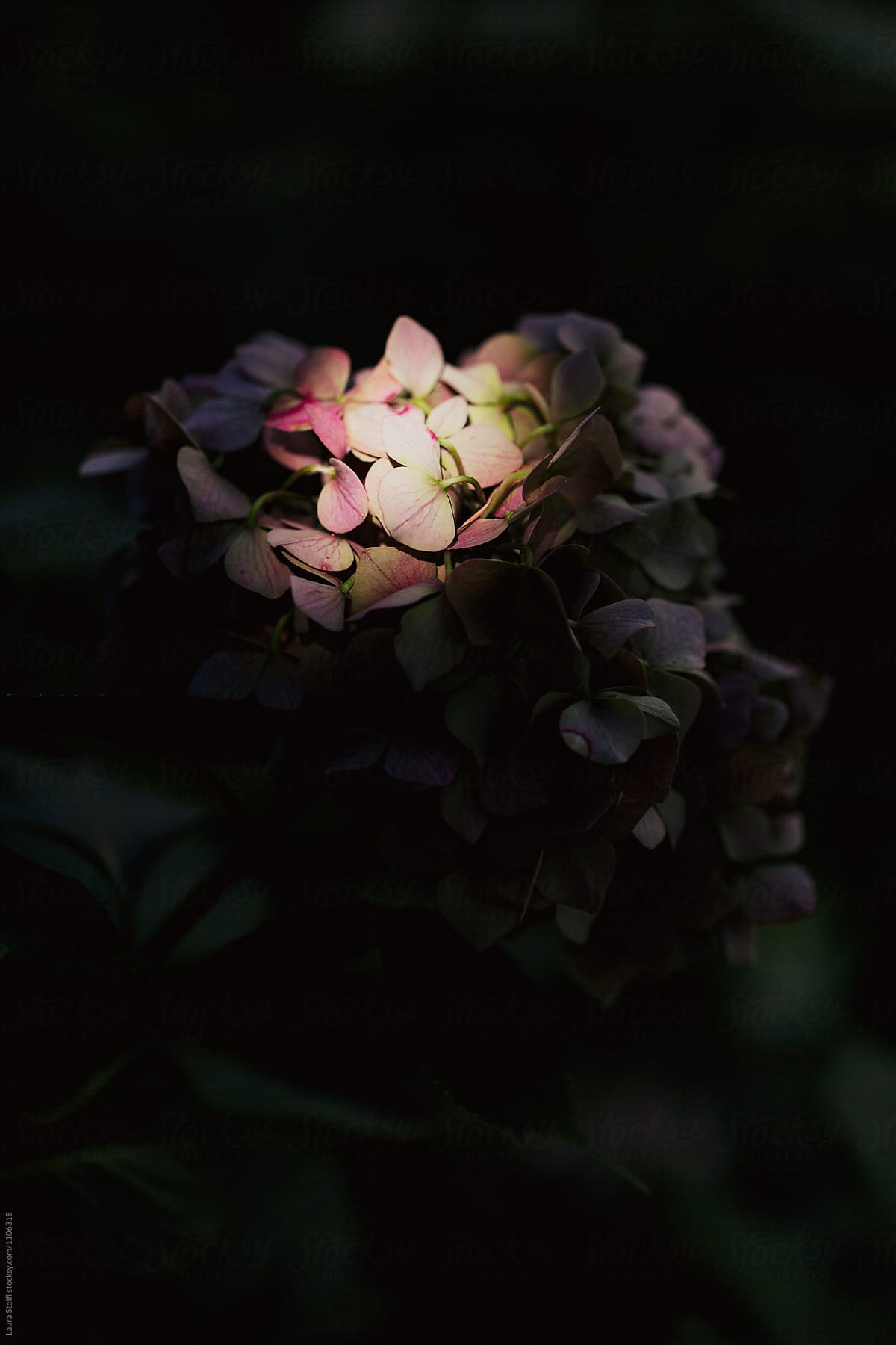 Close up of hydrangea flower in dark shadow with some petals illuminated by sunlight