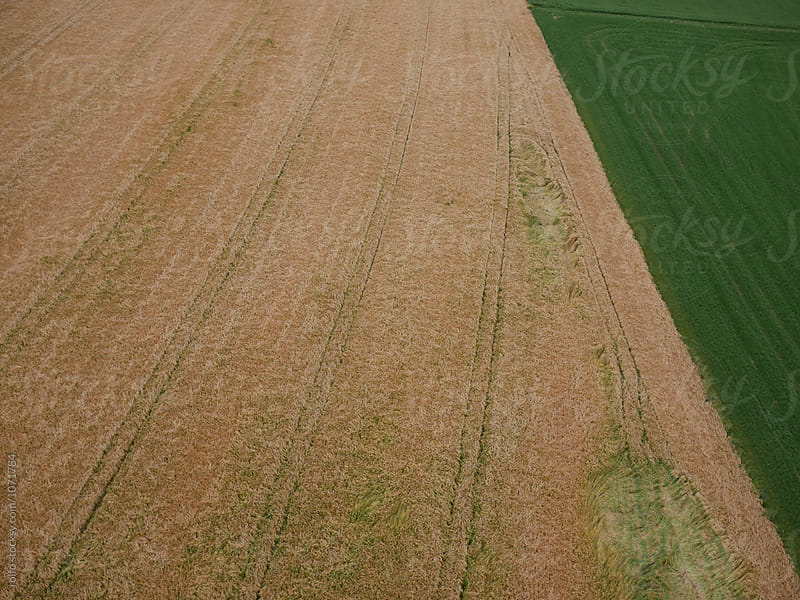 Taubergiessen dry field from drone