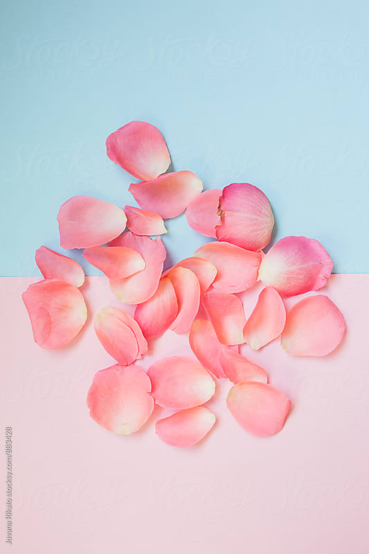 Pink petals on a pastel background