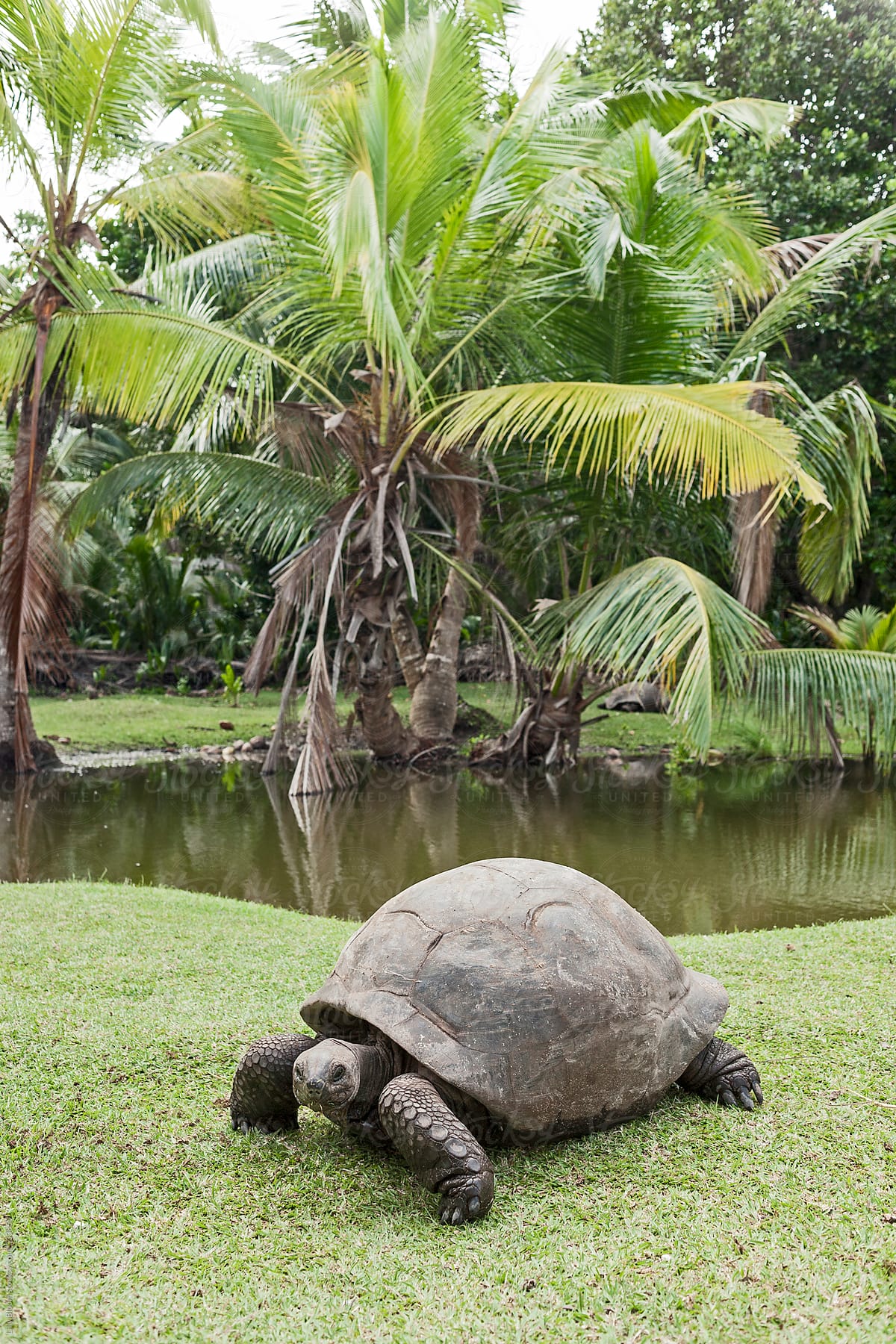 Giant land tortoise on Curieuse island, Seychelles