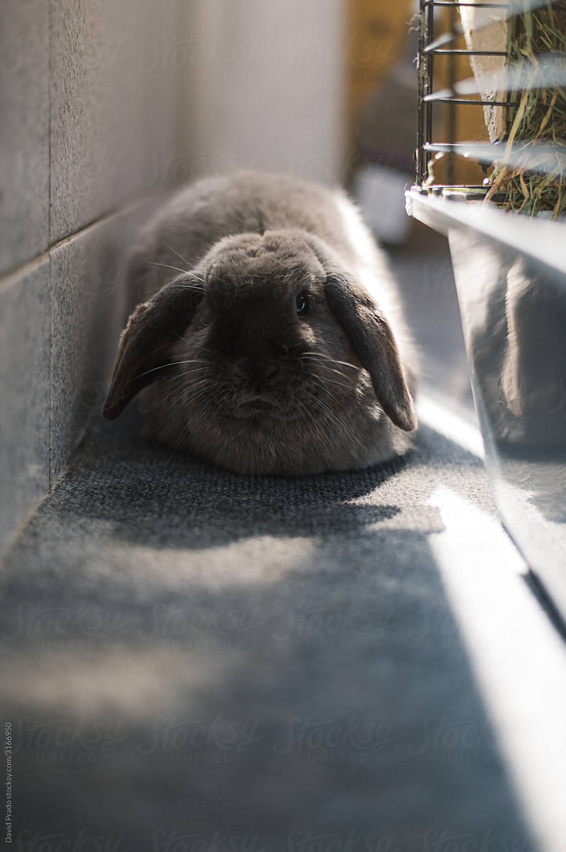 cute bunny on the floor resting at home