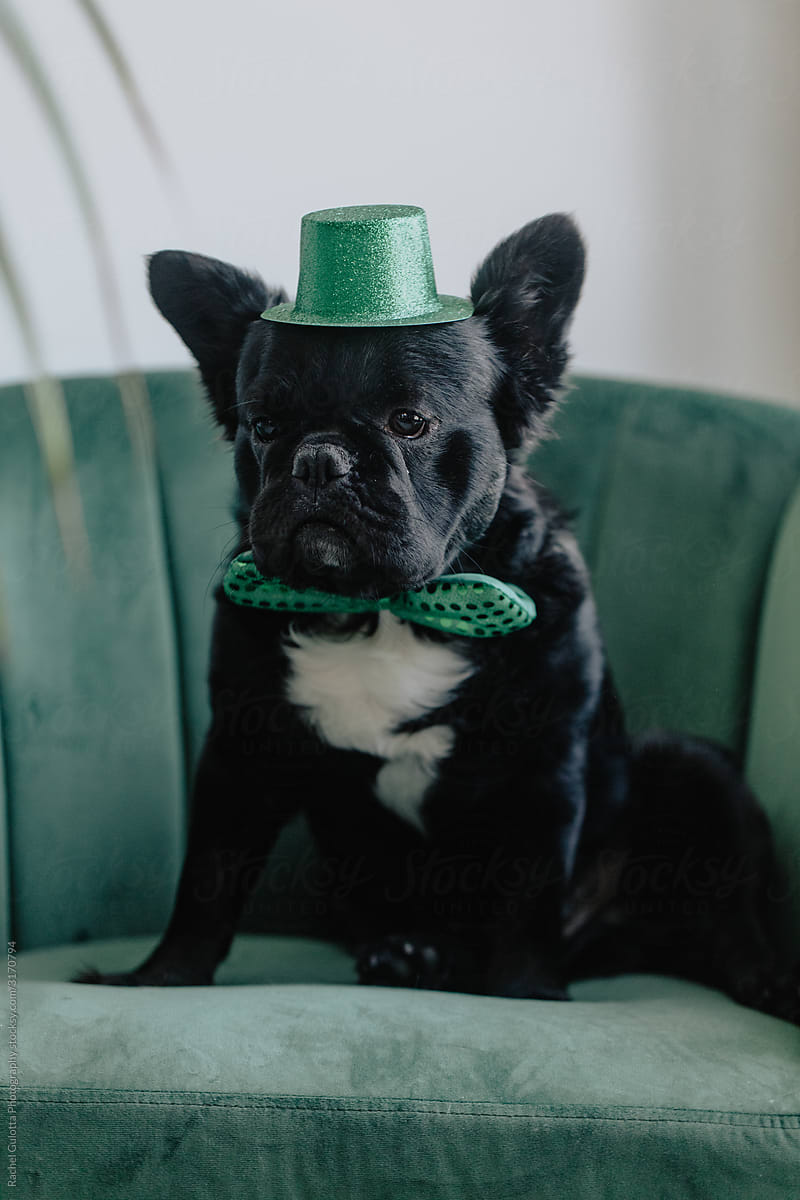 A French Bulldog Puppy (Dog) Sits on a Chair Wearing a Hat and Bowtie for St. Patrick\'s Day