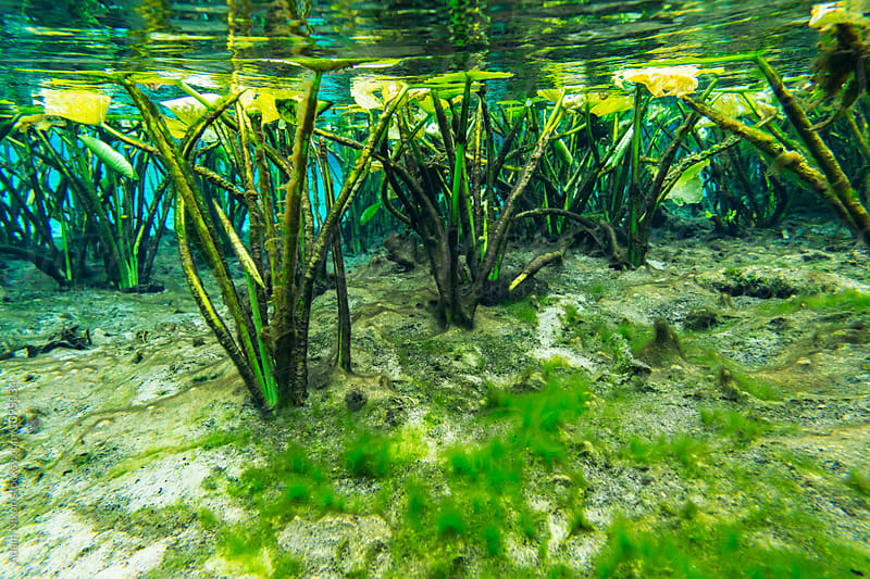 Algae  covered lily pads viewed from underwater