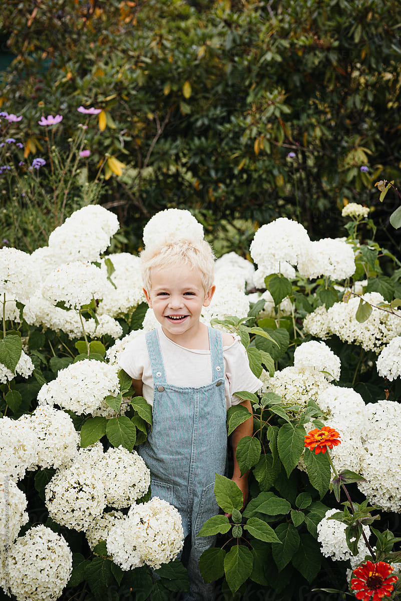 little toddler boy in front of white hydrangeas