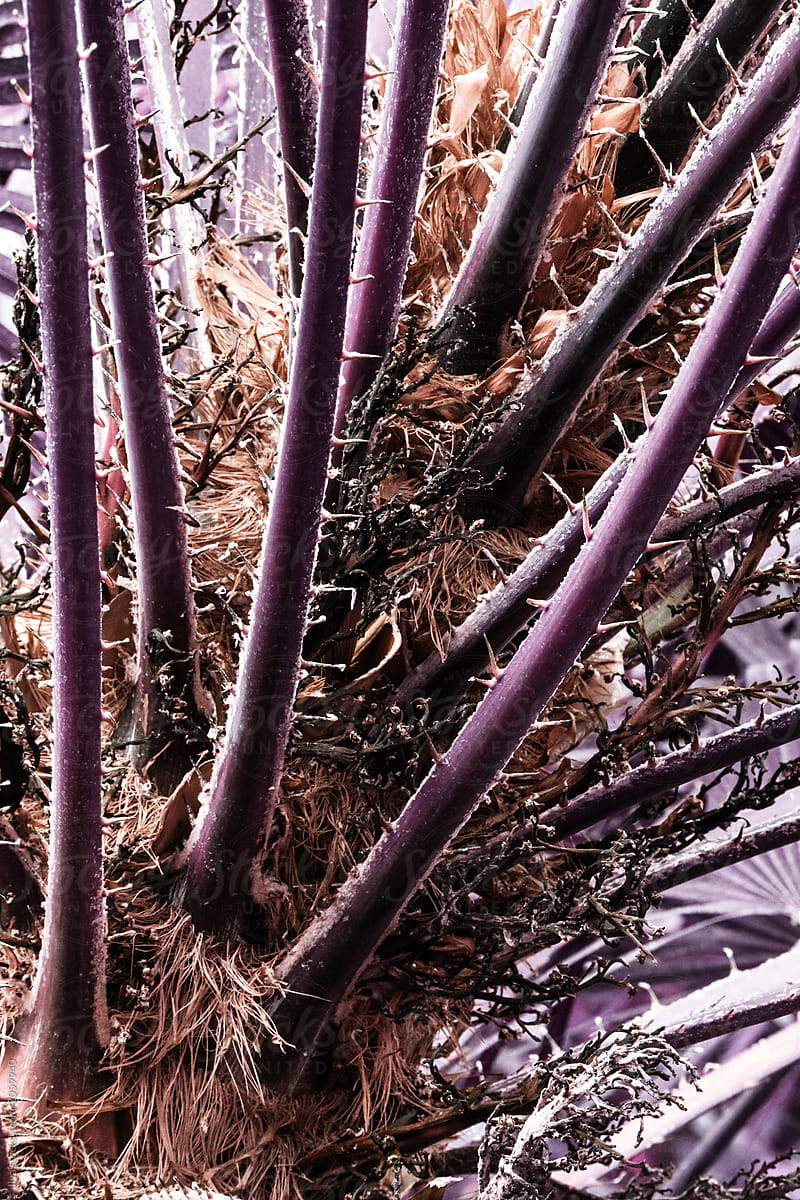 Infrared: Abstract palm plant leaves