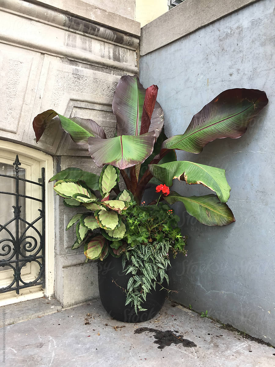 big potted plant