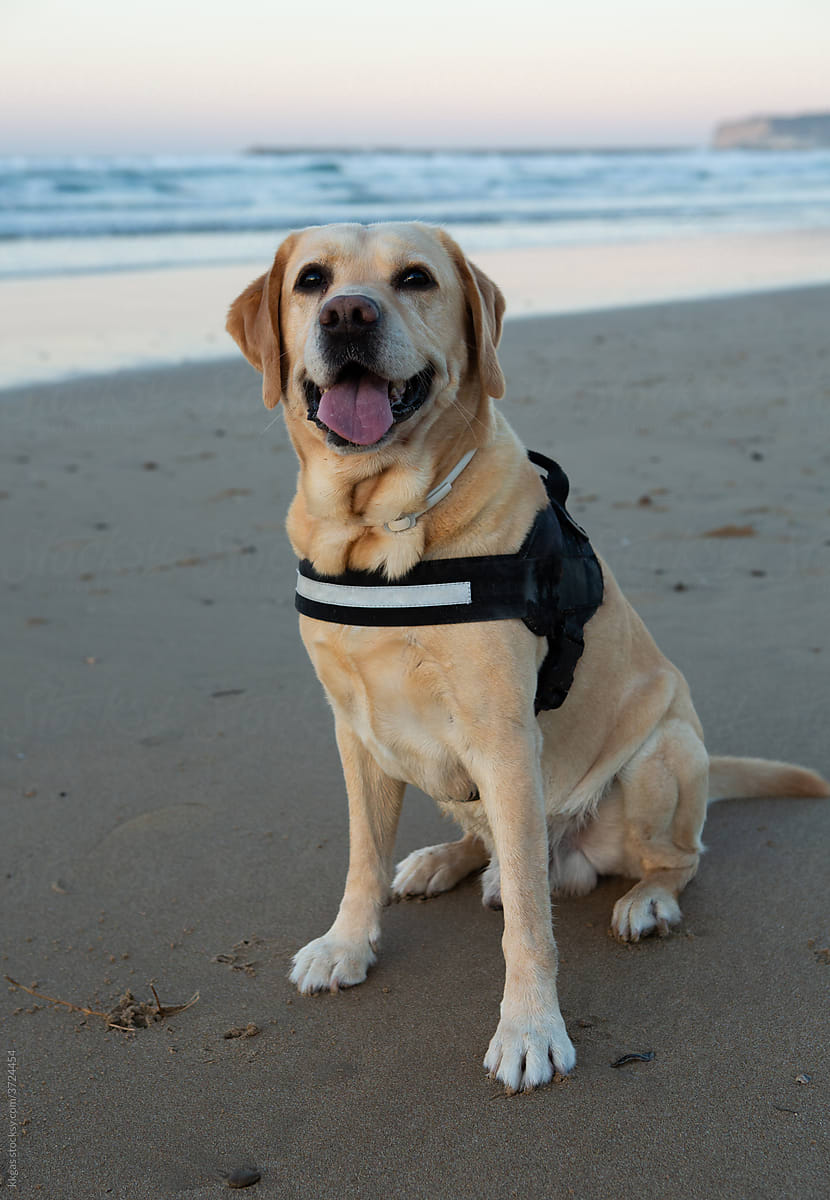 Labrador on the beach