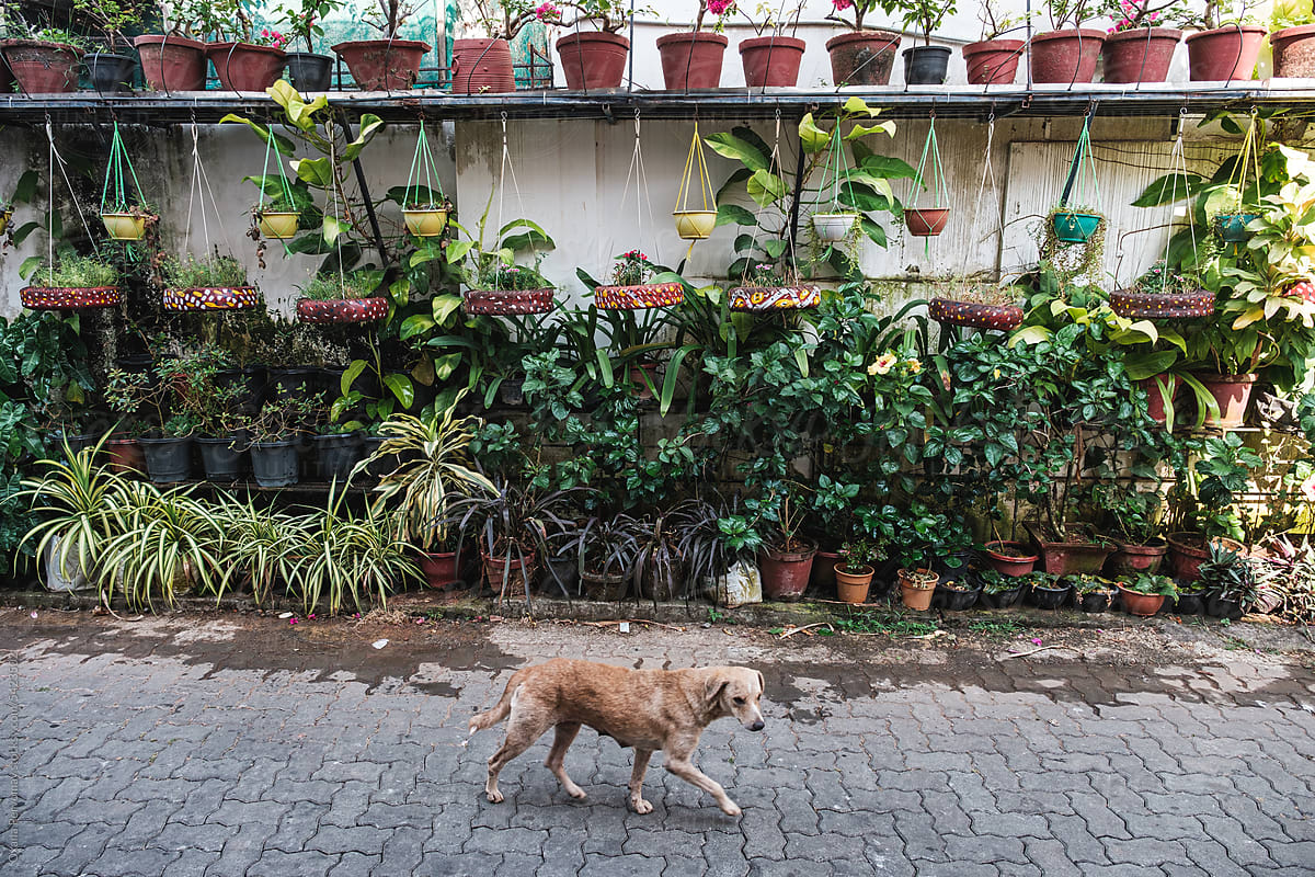 A dog walking by potted plants.
