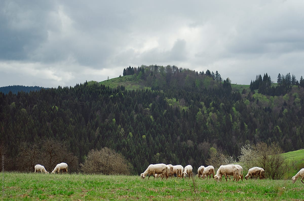 Sheep grazing on the green spring meadow,mountain landscape