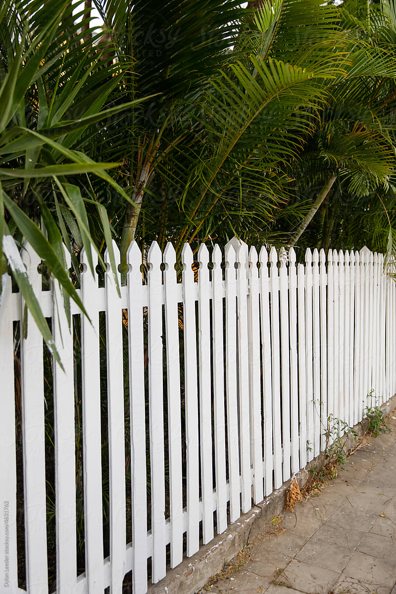 White Fence Along Palms