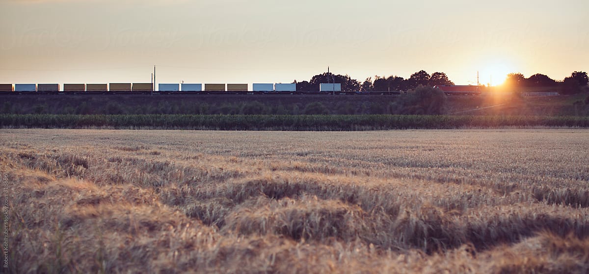 A freight train with corn field in the foreground