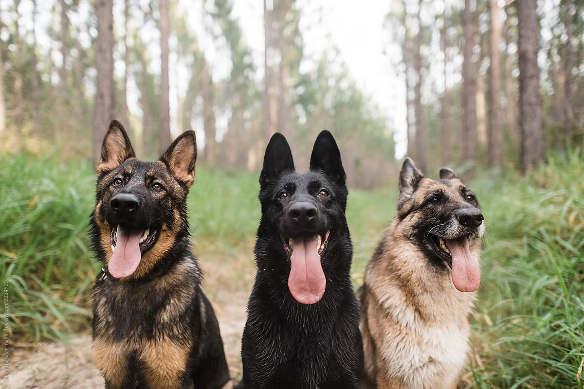 three German shepherds