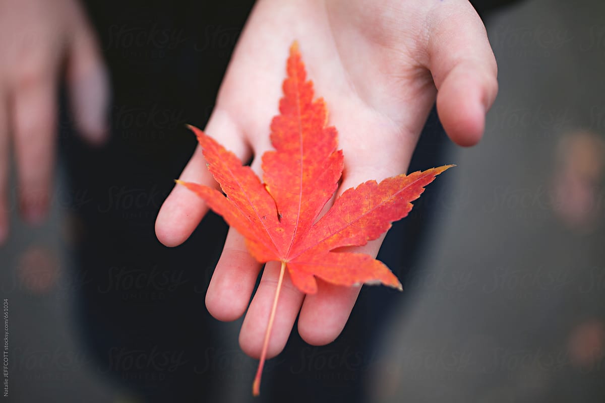 colourful red japanese maple leaf in Fall / Autumn / Winter