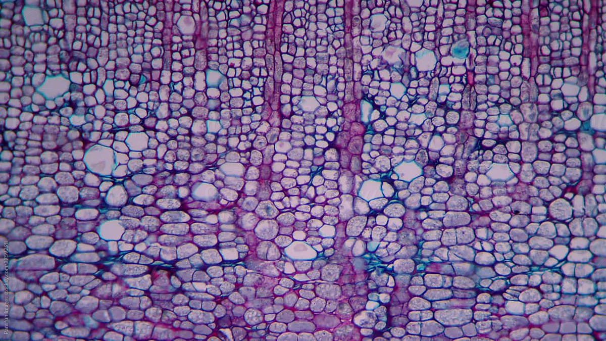 Cinnamon Bark Plant Cells Micrograph By Stocksy Contributor Pansfun Images Stocksy