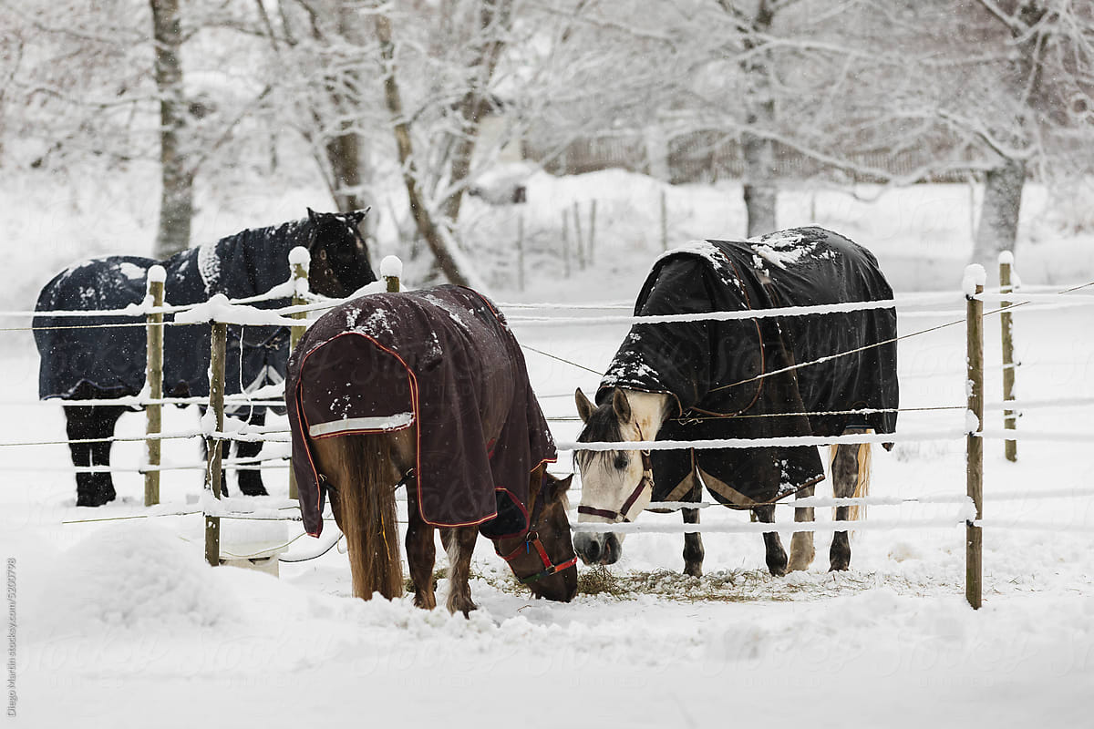 Horses in a snowy day