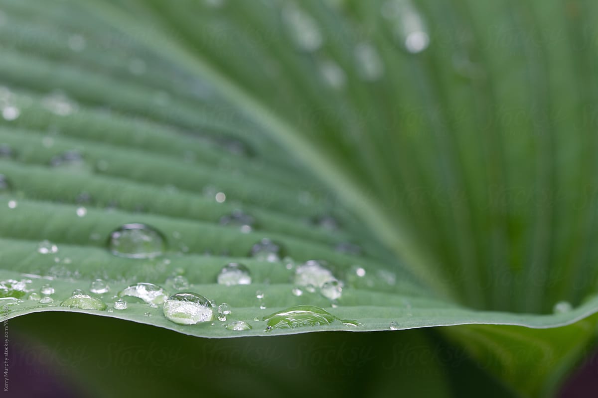 Macro of rain drops on green leaf