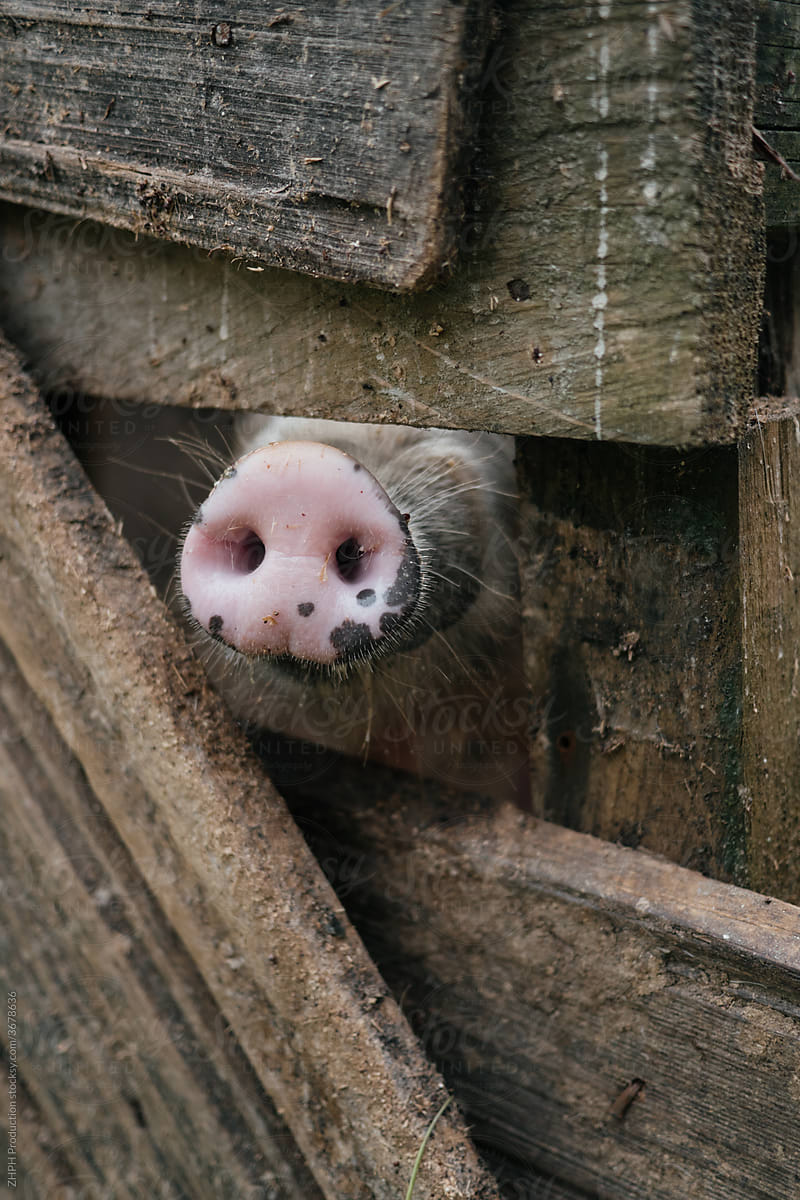 Pig in the enclosure