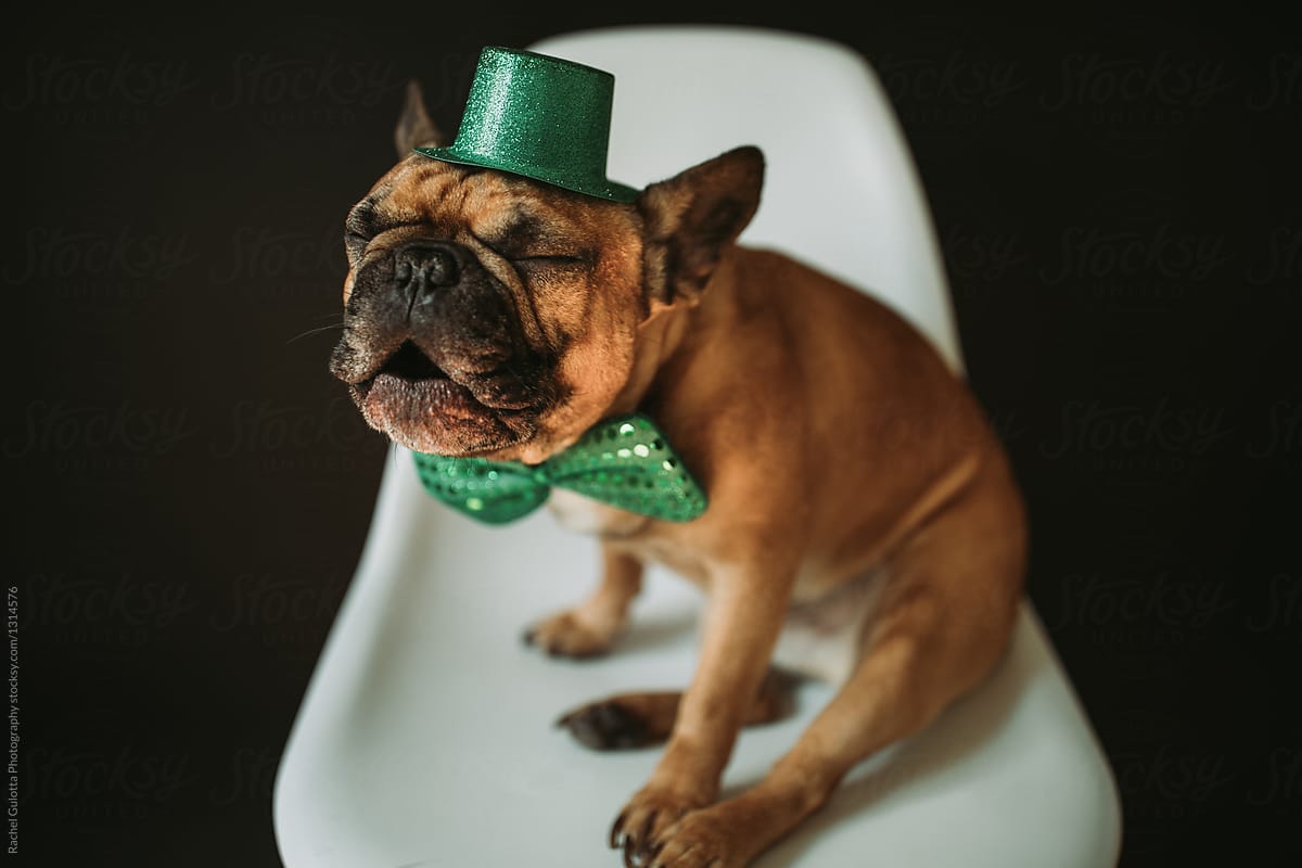 French Bulldog Puppy Dog Dressed as Leprechaun for St. Patrick\'s Day