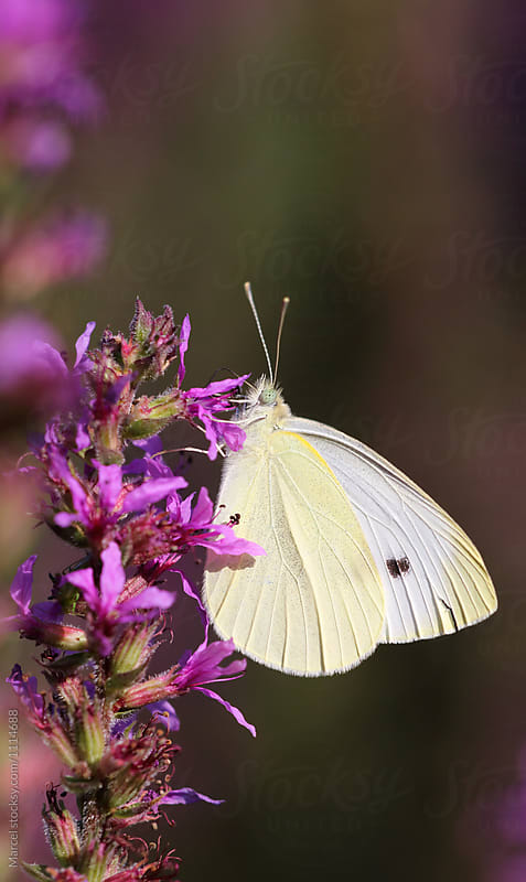 White butterfly on purple flower