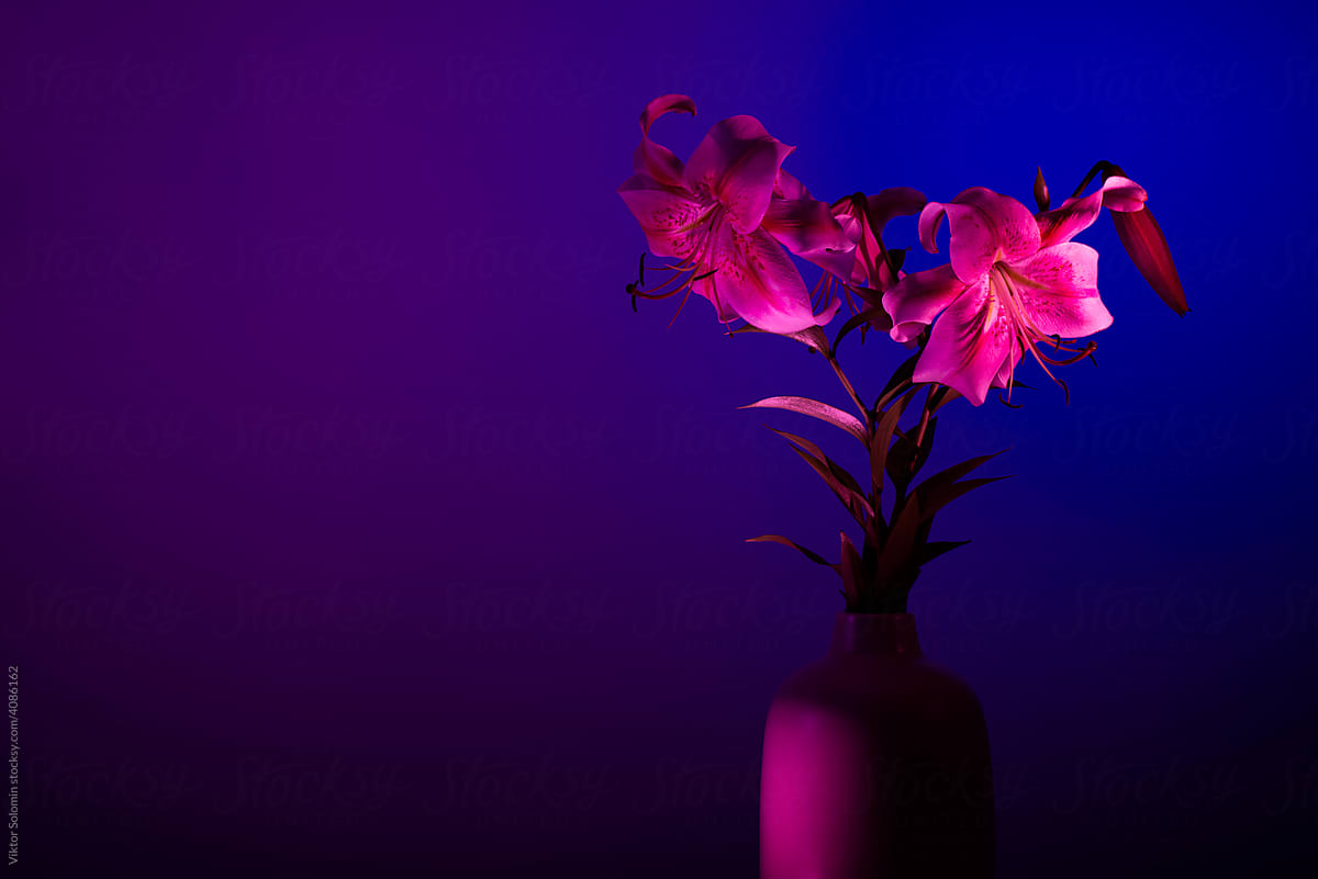 Lilies bouquet in fuchsia neon light