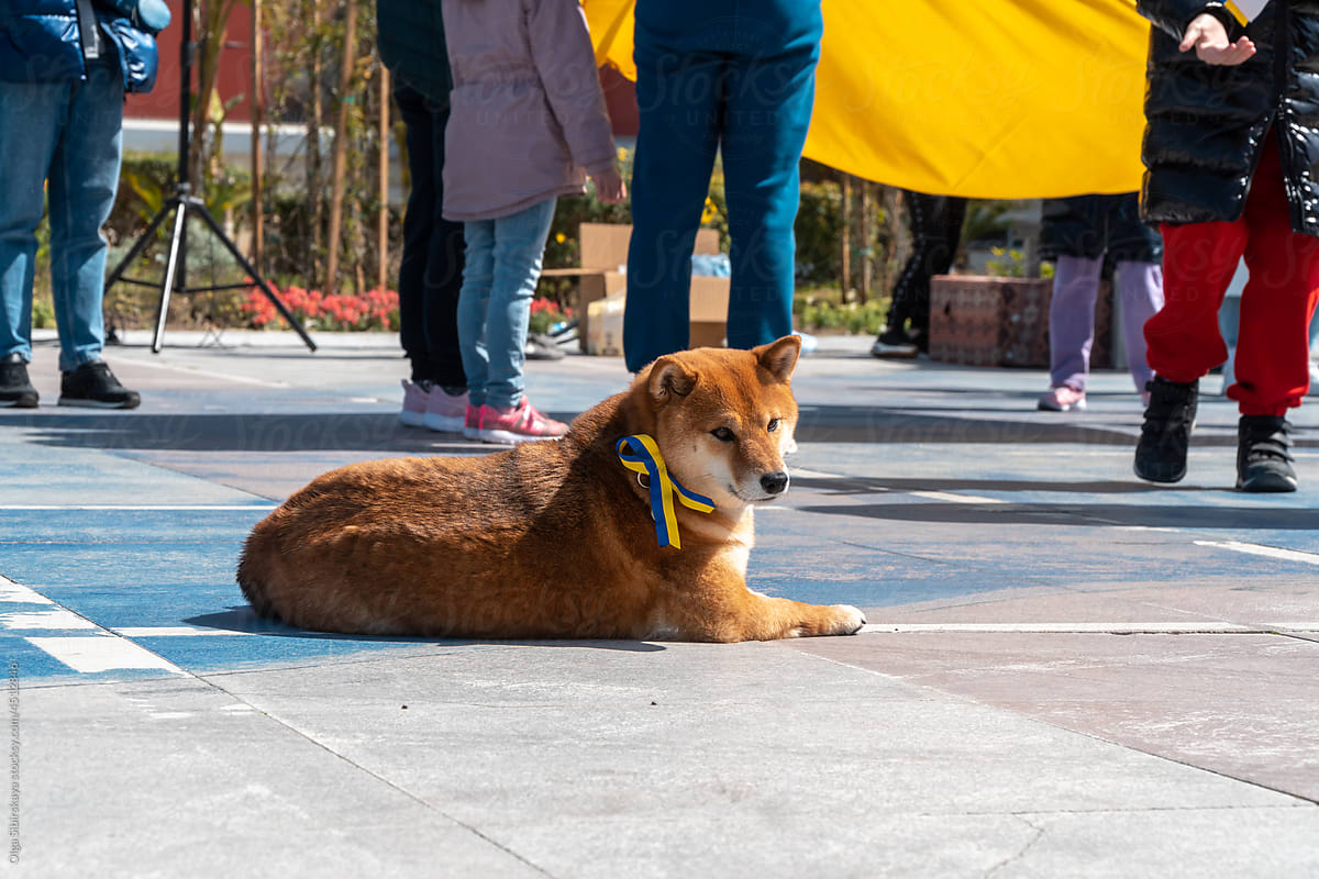 Pacifist dog pro Ukraine meeting