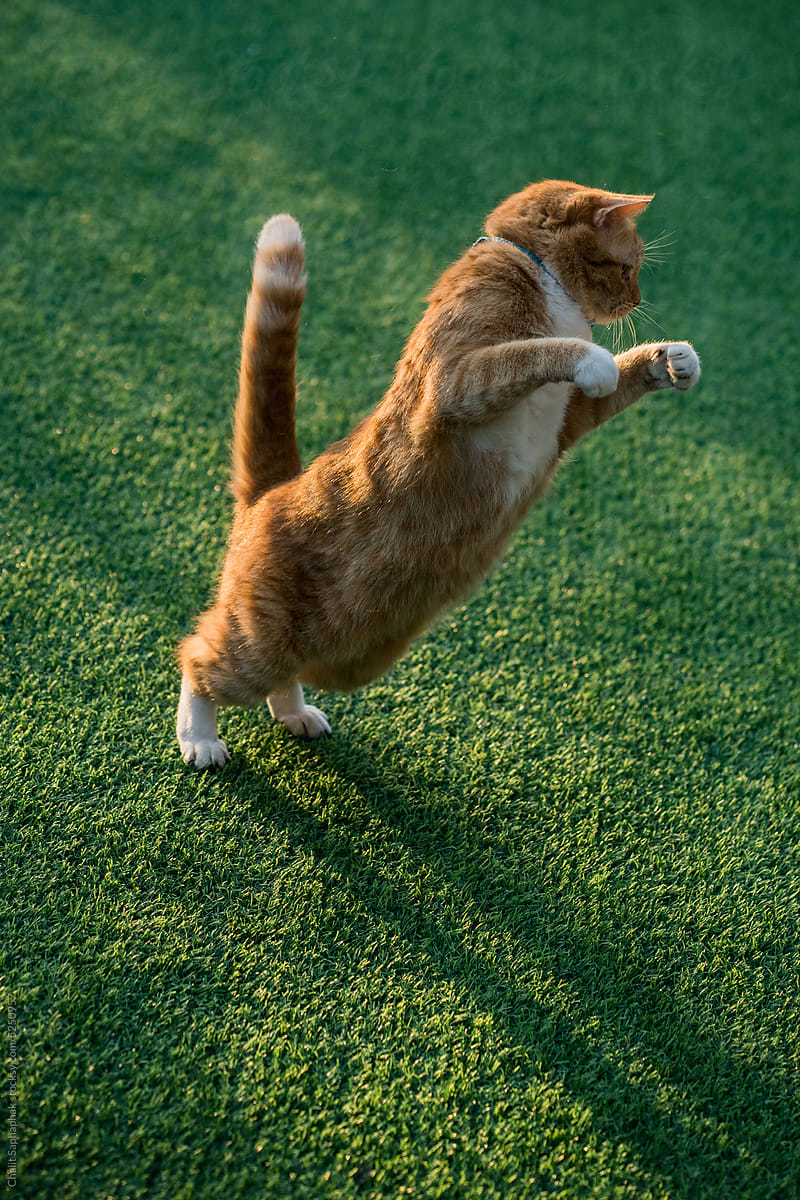 Ginger cat playing on artificial grass